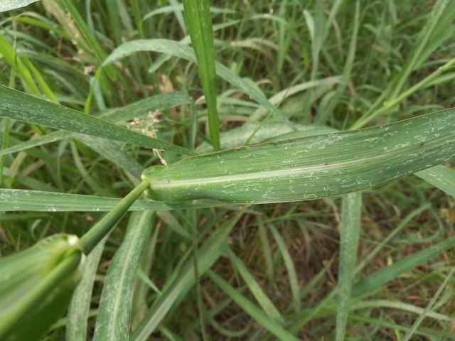 Echinochloa crus-galli / Giavone comune